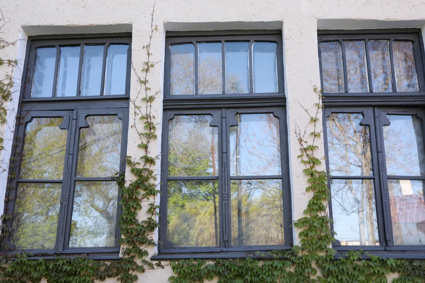 Three windows on a stucco house with vines crawling up the side.